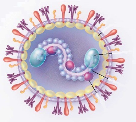 Респираторно-синцитиальная вирусная инфекция: всё о диагностике и лечении