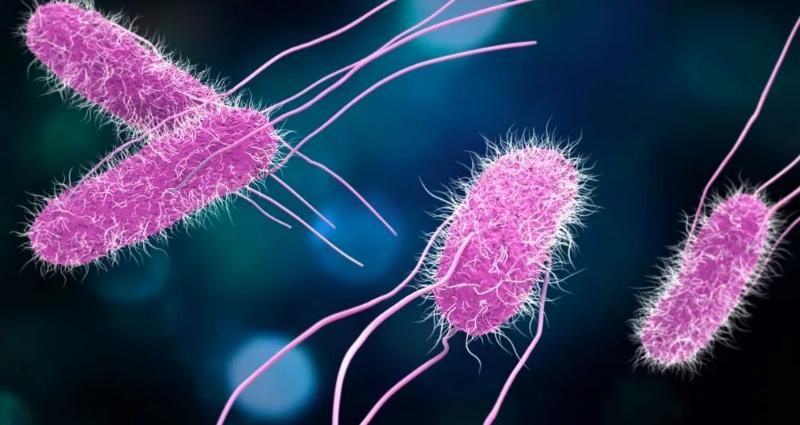 Сальмонеллез: полное руководство по лечению, симптомам и профилактике