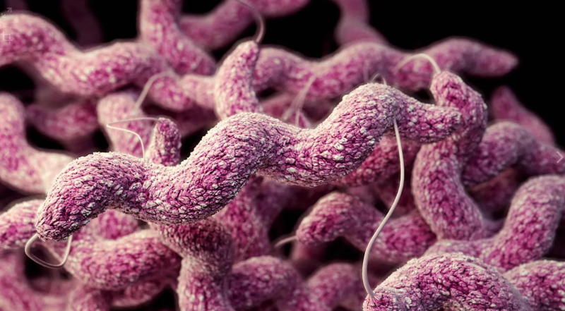 Кампилобактериоз: полное руководство по лечению и защите от инфекции