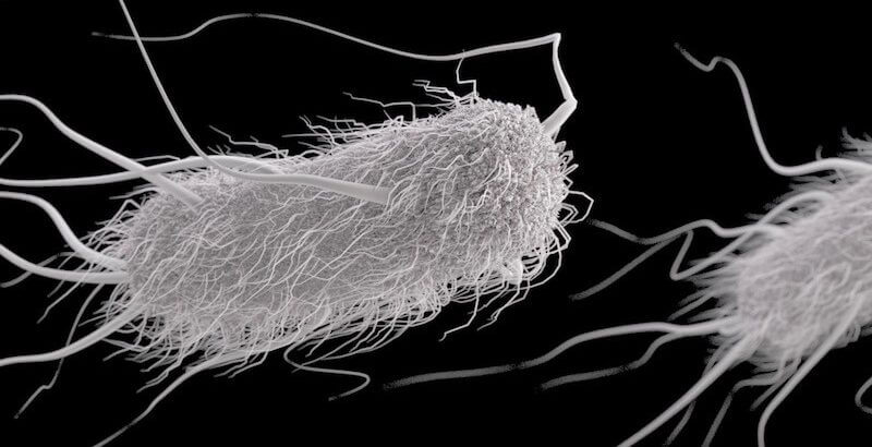 Эшерихиоз: полное руководство по симптомам, лечению и профилактике инфекции