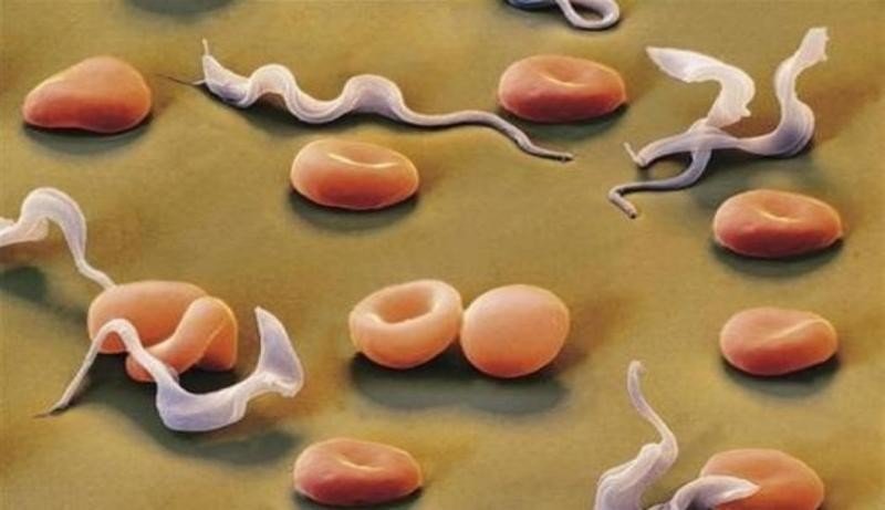 Сонная болезнь (Африканский трипаносомоз): полное руководство по заболеванию