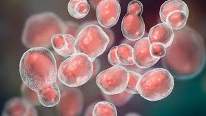 Криптококкоз: полное руководство по грибковой инфекции и методам лечения