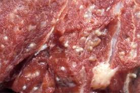 Трихинеллез: полное руководство по симптомам, лечению и профилактике болезни