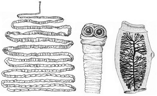 Тениаринхоз (бычий цепень): полное руководство по симптомам и лечению