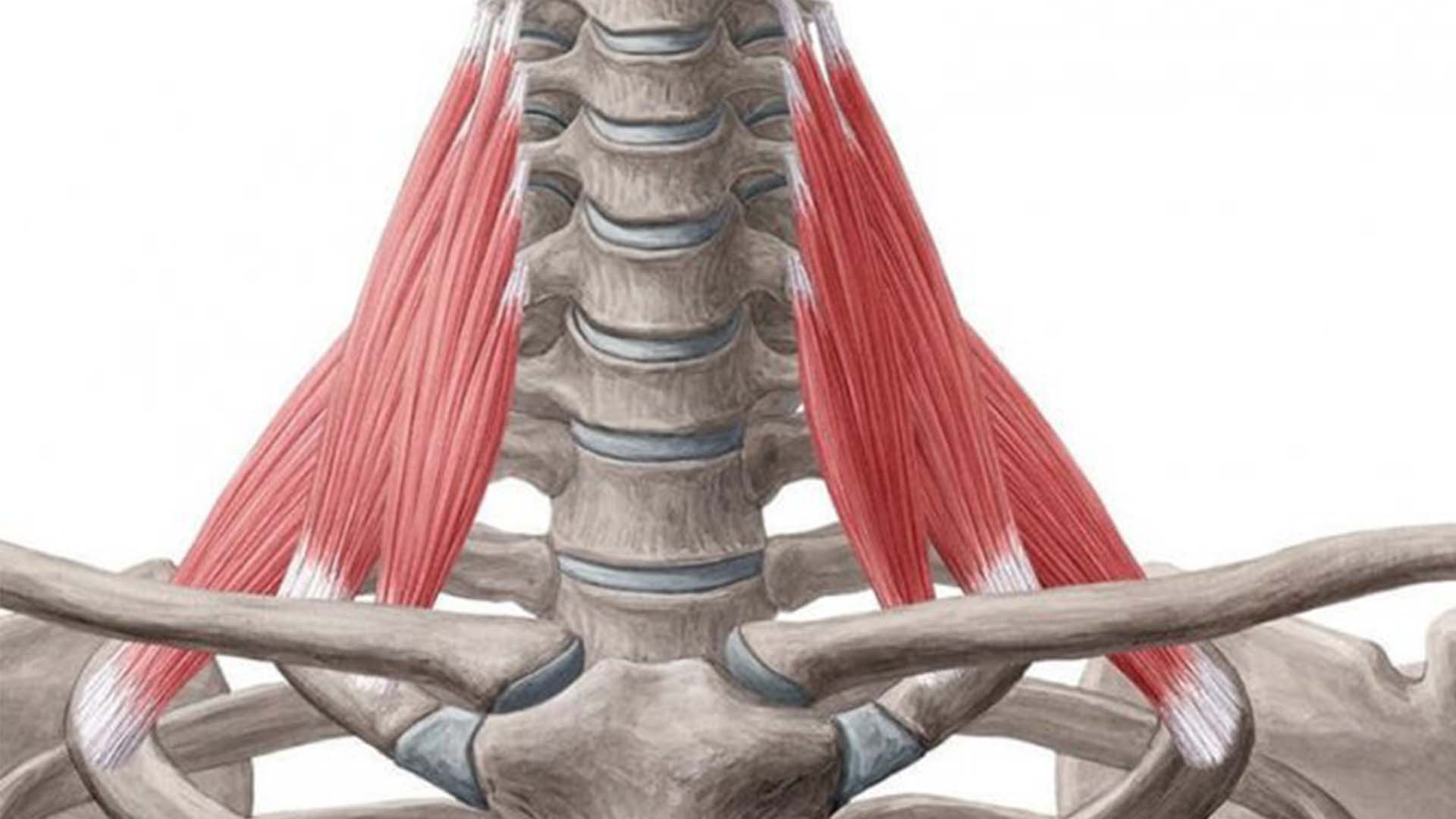 Мануальная терапия при синдроме лестничной мышцы: полное руководство