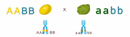 Х-сцепленное доминантное наследование: понять механизм и оценить риски