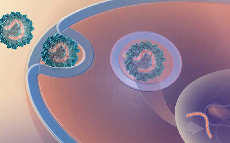 Генная терапия: полное руководство по исправлению генов для лечения болезней