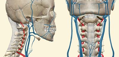 Вертебро-базилярная недостаточность: как вернуть контроль над здоровьем