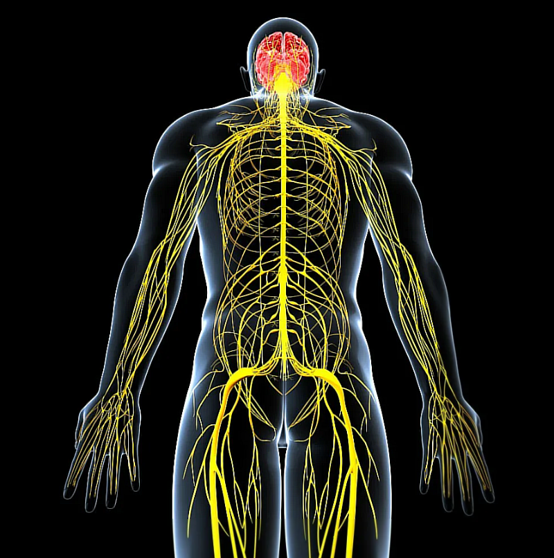 Опухоли периферических нервов: полное руководство от диагностики до лечения