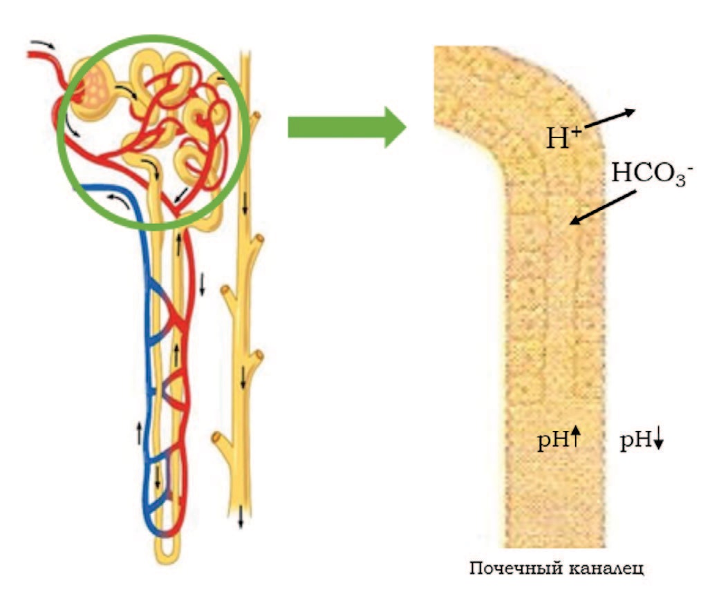 Почечный канальцевый ацидоз: полное руководство по причинам и лечению