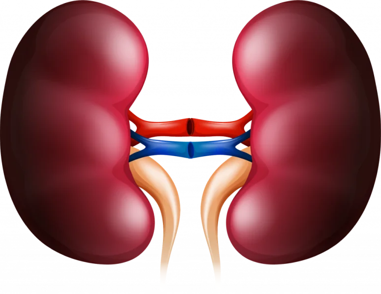 Синдром Гительмана: полное руководство по жизни с редким заболеванием почек