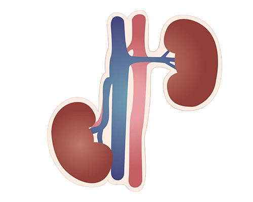 Нефроптоз (опущение почки): полное руководство по диагностике и лечению