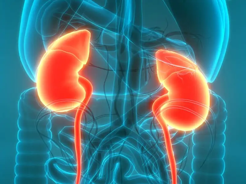 Протеинурия: как сохранить здоровье почек при обнаружении белка в моче