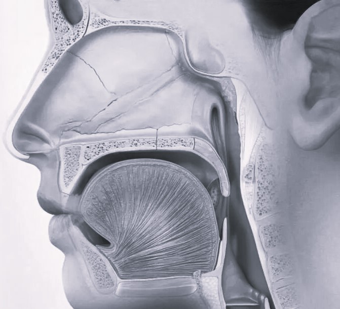 Восстановление целостности носовой перегородки: полное руководство по лечению