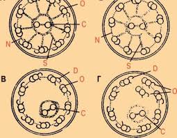 Первичная цилиарная дискинезия (ПЦД): всесторонняя стратегия жизни с хроническим диагнозом